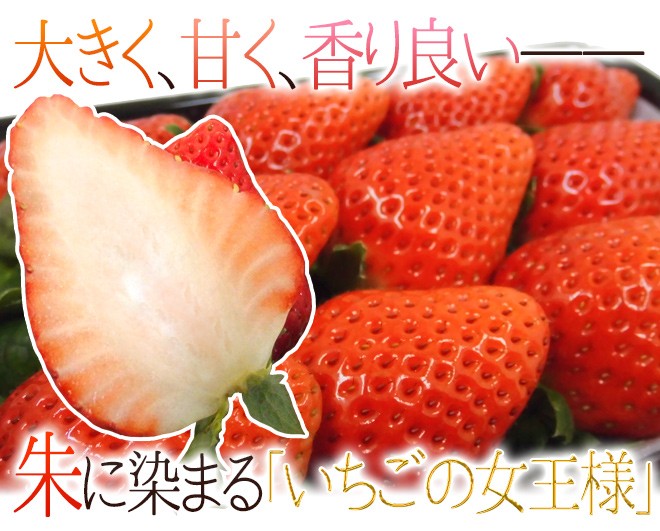 高知県 ”大妃美いちご(おおきみ)” 大粒2L/3L 8〜12粒前後 約 高知県 ”大妃美いちご(おおきみ)” 大粒2L/3L 8〜12粒前後 約