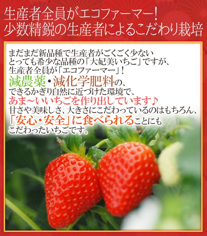 高知県 ”大妃美いちご(おおきみ)” 大粒2L/3L 8〜12粒前後 約 高知県 ”大妃美いちご(おおきみ)” 大粒2L/3L 8〜12粒前後 約