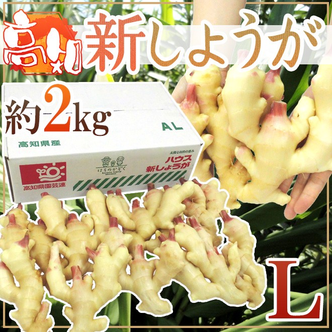 高知・和歌山県産 ”新しょうが” 秀品 Lサイズ 約2kg【予約 3月下旬以降