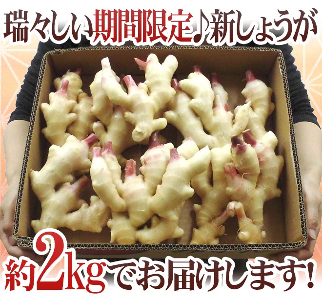 高知県産 土付き新生姜5キロ | 野菜/薬味 産直アウル 農家から
