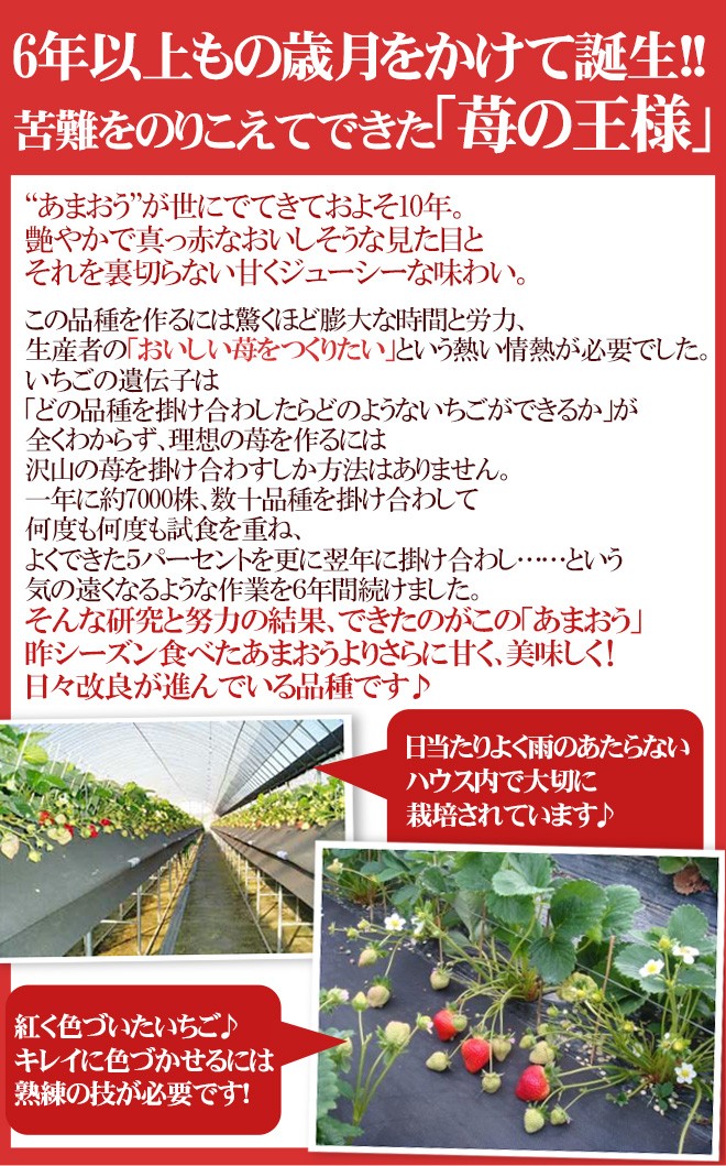福岡産いちご ”博多あまおう” 最高等級EX（エクセレント） ギフト専用