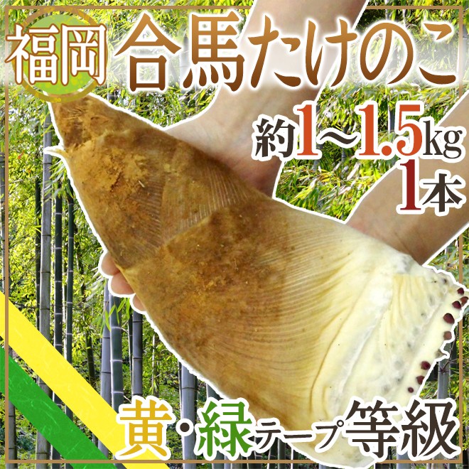 福岡 合馬産 ”たけのこ” 1本 約1〜1.5kg 等級 黄 緑【予約 3月下旬以降