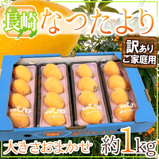 国内発送 長崎県 ”なつたよりびわ” 訳あり 約250g×4pc 計約1kg 大きさおまかせ 枇杷 予約 5月上旬以降 送料無料  commonstransition.org