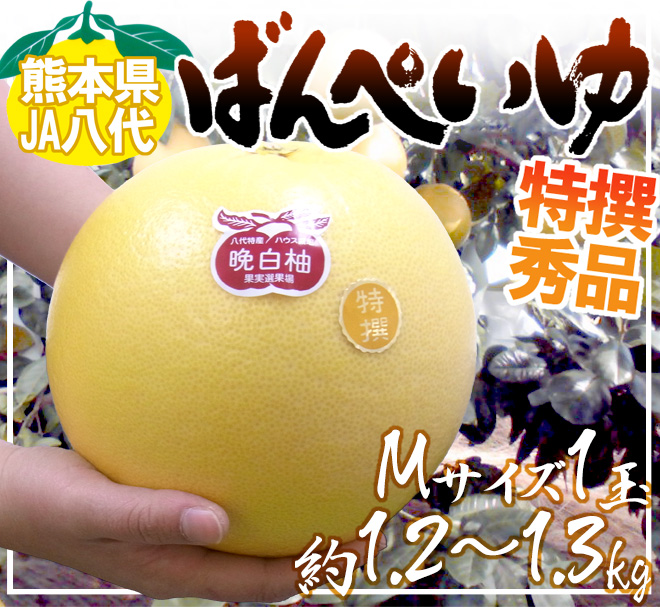 熊本県八代特産 晩白柚” ばんぺいゆ 秀品 Mサイズ 約1.2〜1.3kg【予約