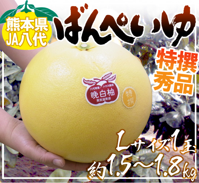 バンペイユ様 楽天市場】”熊本県八代特産 晩白柚” ばんぺいゆ ちょっと訳あり L