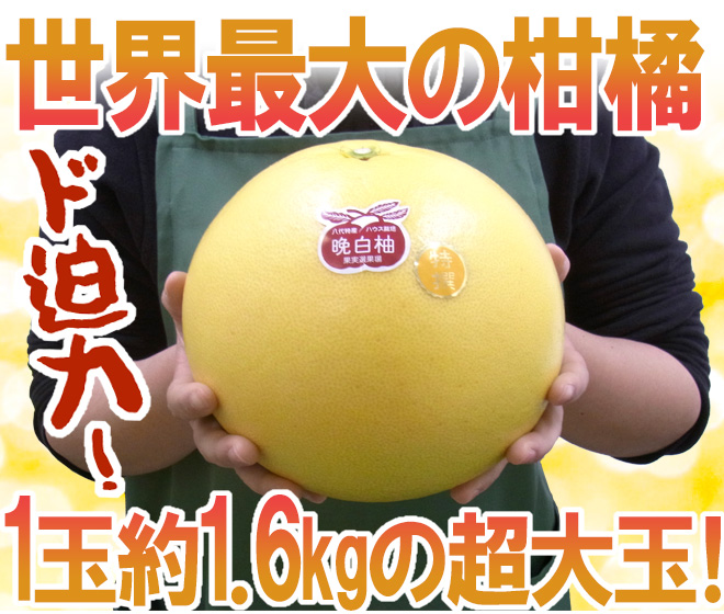 熊本県八代特産 晩白柚” ばんぺいゆ 秀品 Lサイズ 約1.5〜1.8kg【予約