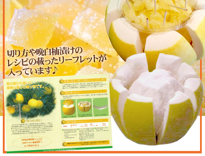 熊本県八代特産 晩白柚” ばんぺいゆ 秀品 Lサイズ 約1.5〜1.8kg【予約