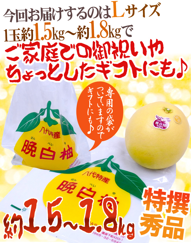 熊本県八代特産 晩白柚” ばんぺいゆ 秀品 Lサイズ 約1.5〜1.8kg【予約
