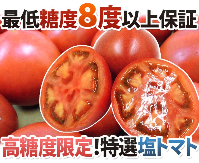 熊本産 塩トマト ”太陽の子セレブ” 約900g 化粧箱 糖度8度以上