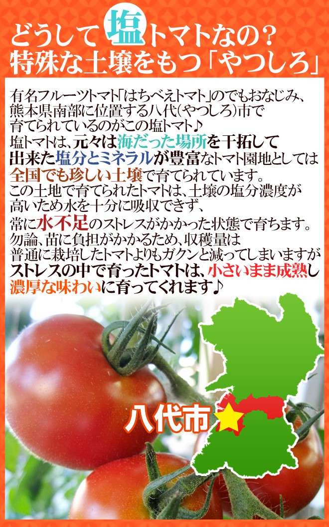 熊本産 塩トマト ”太陽の子セレブ” 約900g 化粧箱 糖度8度以上 熊本産 塩トマト ”太陽の子セレブ” 約900g 化粧箱 糖度8度以上