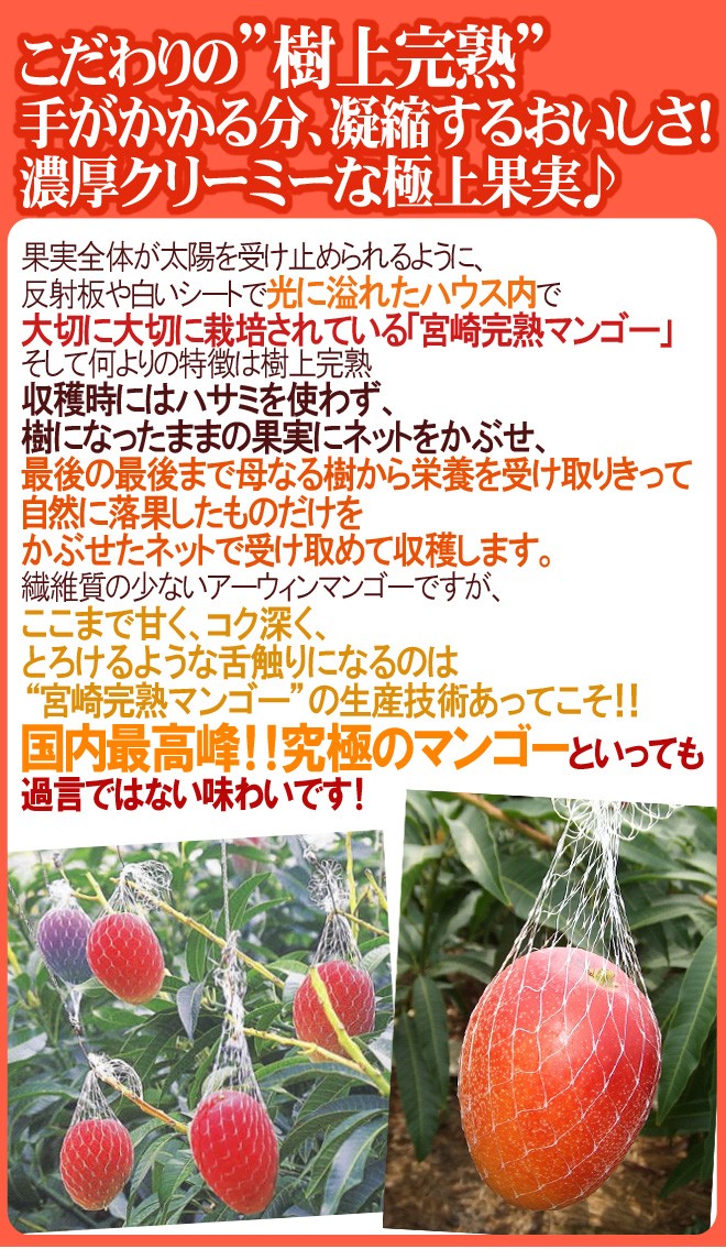 宮崎完熟マンゴー” 秀品 2Lサイズ 5玉入り 化粧箱 宮崎マンゴー【予約