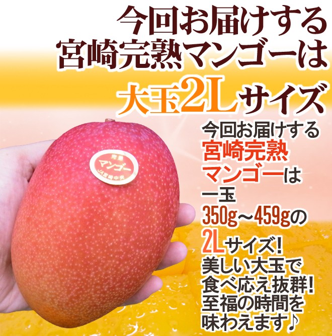 宮崎完熟マンゴー” 秀品 2Lサイズ 5玉入り 化粧箱 宮崎マンゴー【予約