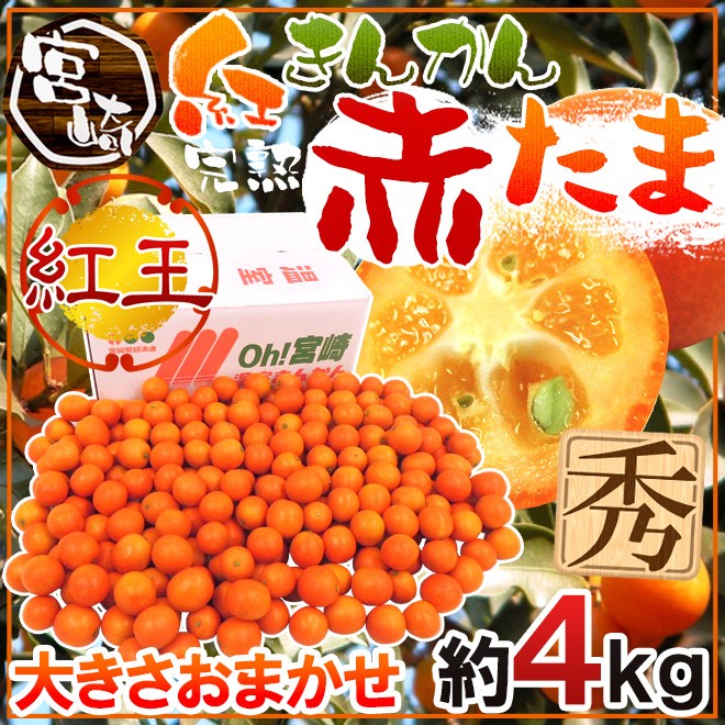 宮崎県産温室金柑 家庭用 箱込み 3L 5キロ 宮崎完熟