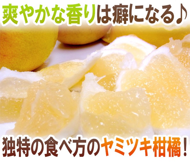 宮崎県産 ”日向夏” 9〜13玉 約2.5kg 化粧箱【予約 12月以降】 送料無料
