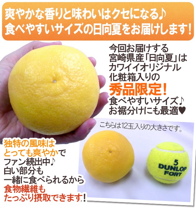 宮崎県産 ”日向夏” 9〜13玉 約2.5kg 化粧箱【予約 12月以降】 送料無料