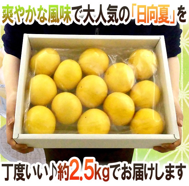 宮崎県産 ”日向夏” 9〜13玉 約2.5kg 化粧箱【予約 12月以降】 送料無料