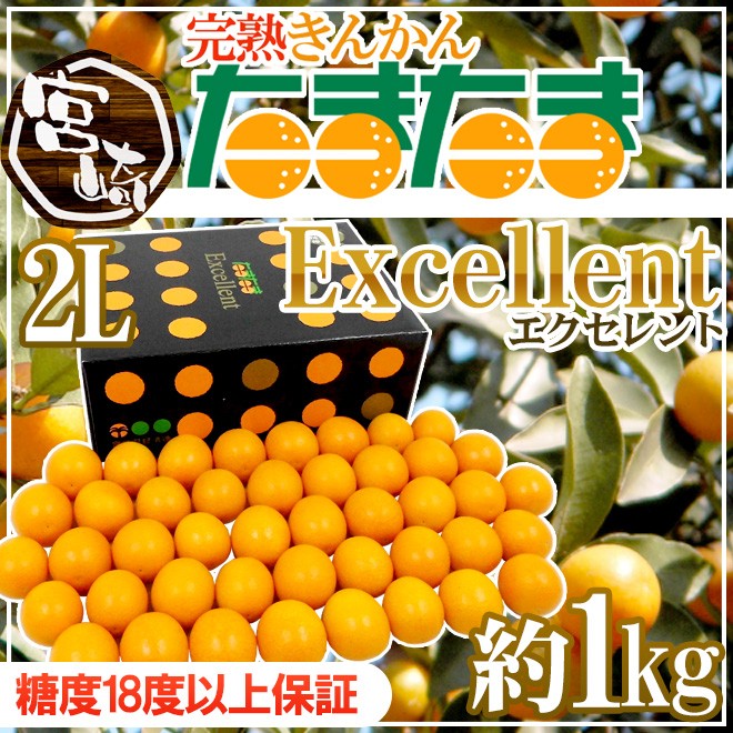 宮崎県 ”完熟きんかん たまたまエクセレント EX” 2Lサイズ 約1kg【予約