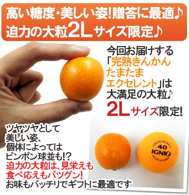 宮崎県産　完熟きんかん　たまたまエクセレント　2Lサイズ　3キロ入り 宮崎県産 最上級 A品 高級手詰め 完熟きんかん たまたまエクセレント