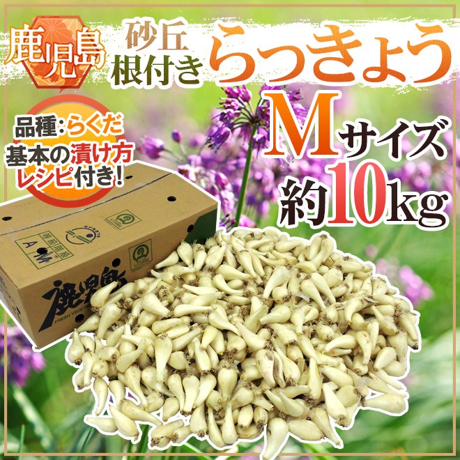 土らっきょう 鹿児島産 ”砂丘らっきょう” 秀品 Mサイズ 約10kg【予約 5