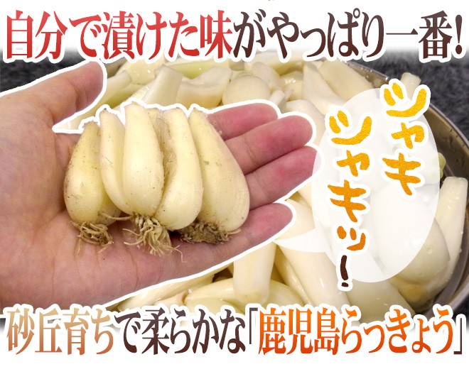 土らっきょう 鹿児島産 ”砂丘らっきょう” 秀品 Mサイズ 約10kg【予約 5