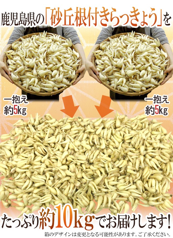 土らっきょう 鹿児島産 ”砂丘らっきょう” 秀品 Mサイズ 約10kg【予約 5