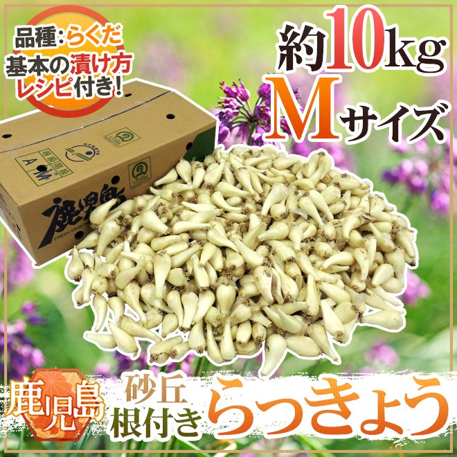 土らっきょう 鹿児島産 ”砂丘らっきょう” 秀品 Mサイズ 約10kg【予約 5