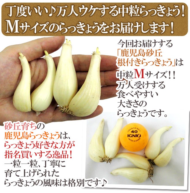 土らっきょう ”鹿児島産 砂丘らっきょう” 秀品 Mサイズ 約1kg《10キロ
