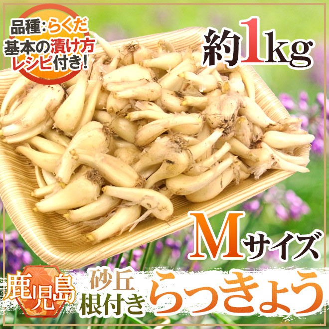 土らっきょう 鹿児島産 ”砂丘らっきょう” 秀品 Mサイズ 約1kg《10キロ 