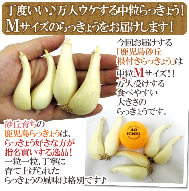 土らっきょう ”鹿児島産 砂丘らっきょう” 秀品 Mサイズ 約5kg