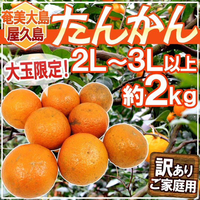 奄美大島・屋久島産 ”たんかん” 訳あり 2L以上 約2kg【予約 2月以降