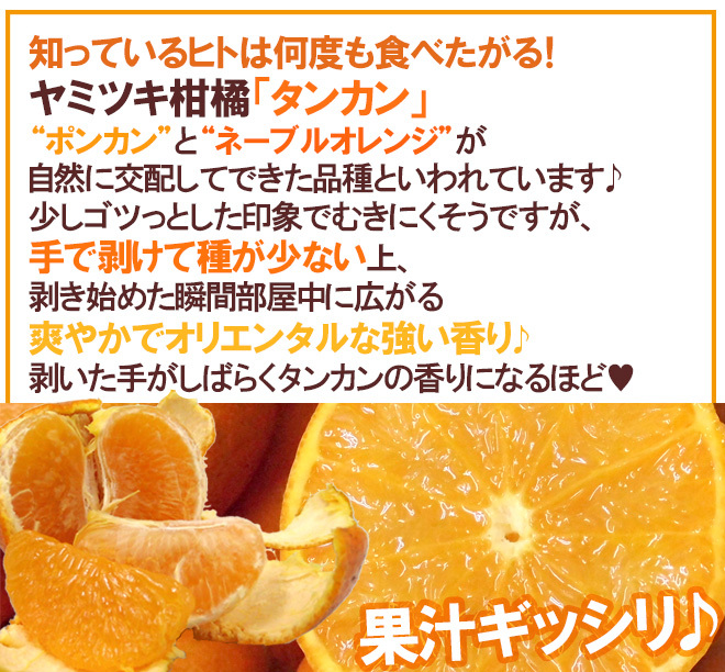 奄美大島・屋久島産 ”たんかん” 訳あり 2L以上 約2kg【予約 2月以降