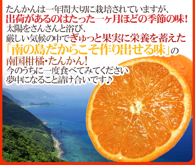 奄美大島・屋久島産 ”たんかん” 訳あり 2L以上 約2kg【予約 2月以降
