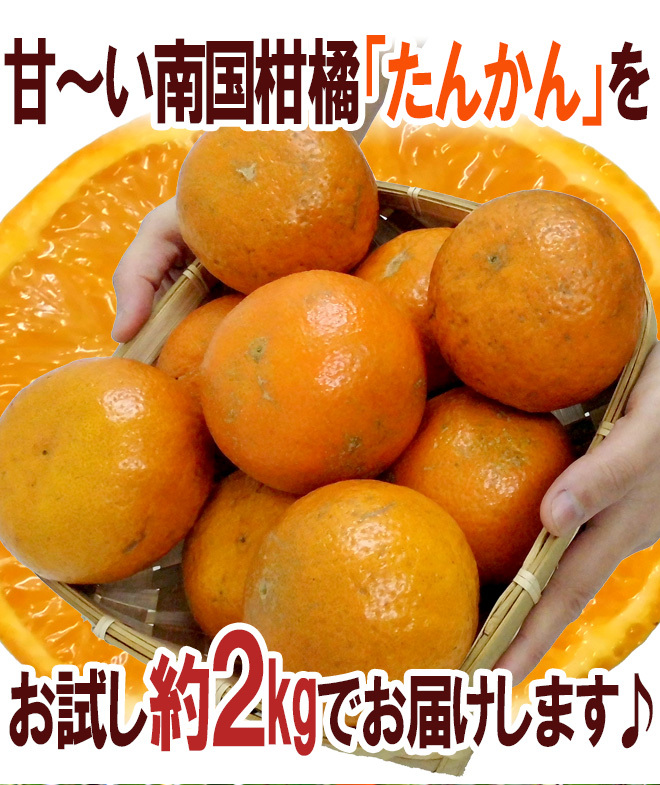 奄美大島・屋久島産 ”たんかん” 訳あり 2L以上 約2kg【予約 2月以降