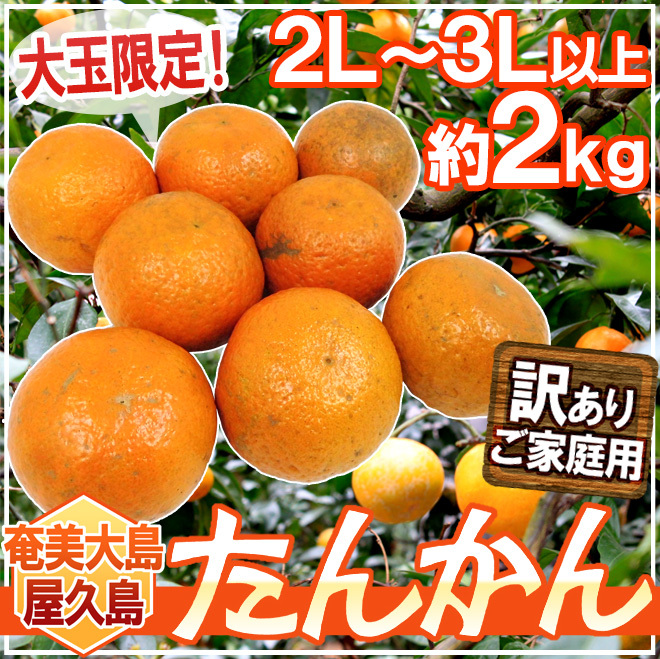 【訳あり・加工向け】屋久島産タンカン 約20kg 奄美大島・屋久島産 ”たんかん” 訳あり 2L以上 約2kg【予約 2月以降