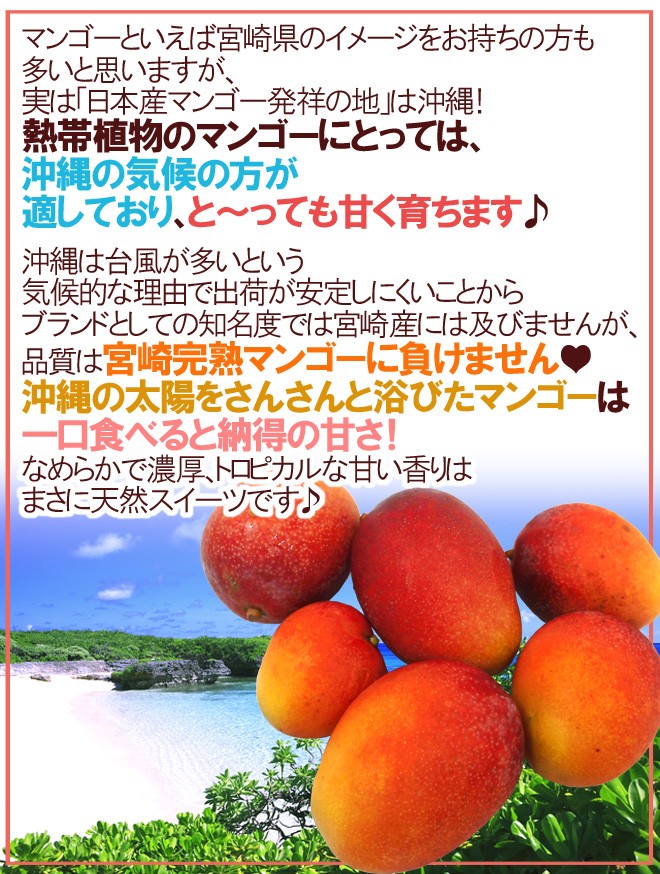 沖縄産 ”ミニミニマンゴー” 訳あり 6〜16玉前後 約1kg パック