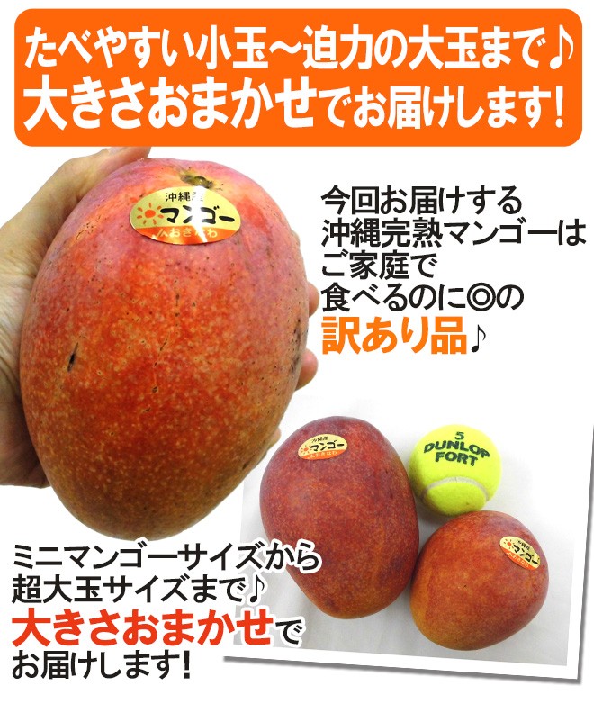 完熟ミニマンゴー訳あり　箱込み2キロ 極小☆訳あり☆色むら☆ ミニマンゴー 約2kg 沖縄県産 規格外