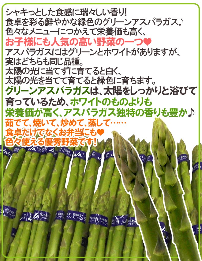 グリーンアスパラガス” 15〜25本前後 約500g /北海道/長野/広島