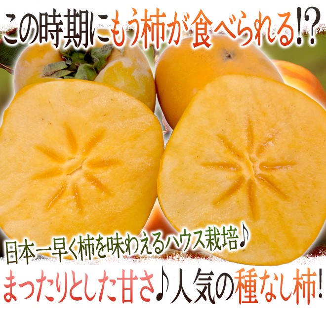 最大49%OFFクーポン 奈良・和歌山産 ”ハウスたねなし柿” 訳あり 8〜12玉前後 約2kg 化粧箱 送料無料 柿 