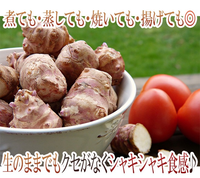 菊芋” 約1kg 大きさおまかせ 産地厳選 キクイモ【予約 11月以降】 送料