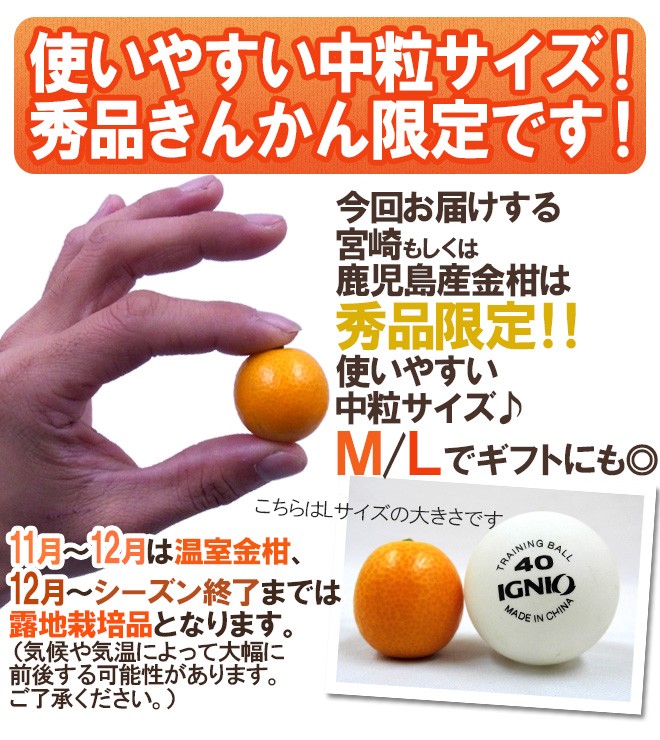 宮崎・鹿児島県 ”きんかん” 秀品 M/L 約2kg 金柑【予約 11月下旬以降