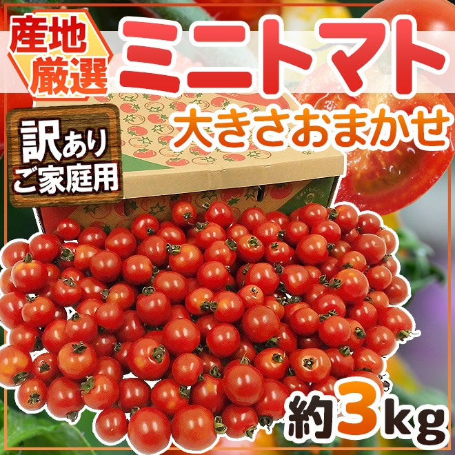 産地厳選 ミニトマト 訳あり 約3kg 大きさおまかせ プチトマト 茨城産 熊本産 北海道産など 予約 入荷次第発送 送料無料 Mini3kgw くらし快援隊 通販 Yahoo ショッピング