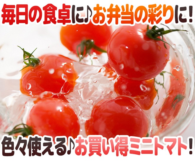 産地厳選 ”ミニトマト” 訳あり 約3kg 大きさおまかせ プチトマト 茨城