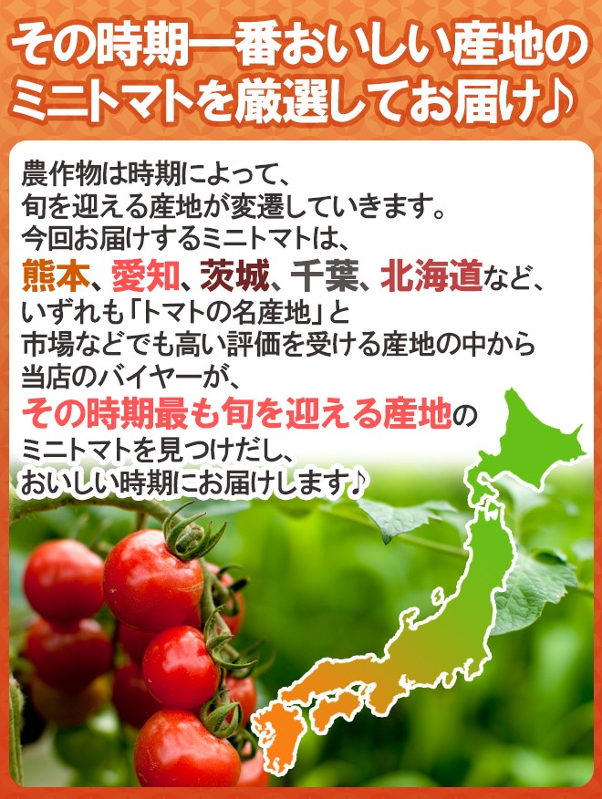 産地厳選 ”ミニトマト” 訳あり 約3kg 大きさおまかせ プチトマト