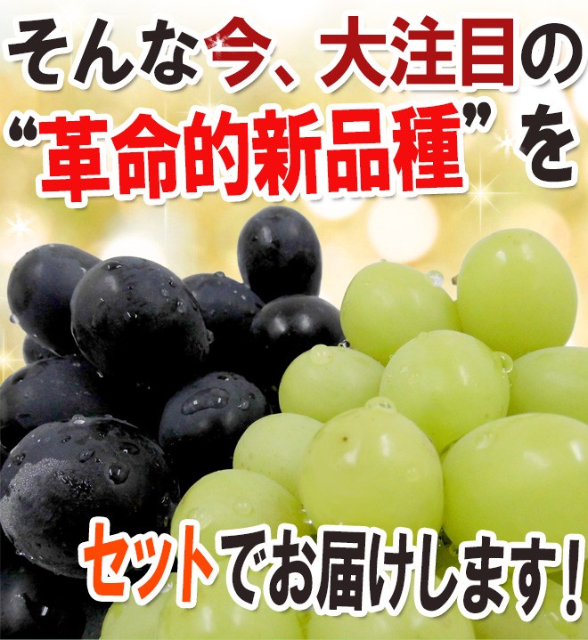 シャインマスカット＆ナガノパープル” 秀品 合計約2kg 産地厳選 食べ