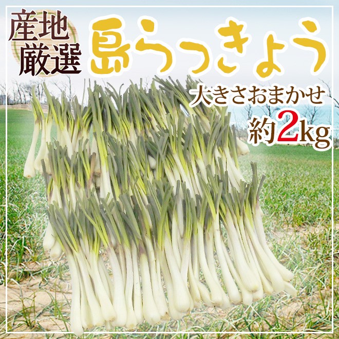 沖縄・鹿児島・産地厳選 ”島らっきょう” 大きさおまかせ 約2kg【予約 入荷次第発送】 送料無料 : 1082048-shima2kg :  くらし快援隊 - 通販 - Yahoo!ショッピング