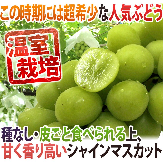温室シャインマスカット” 秀品 約350g以上×《2pc》 化粧箱入り 産地