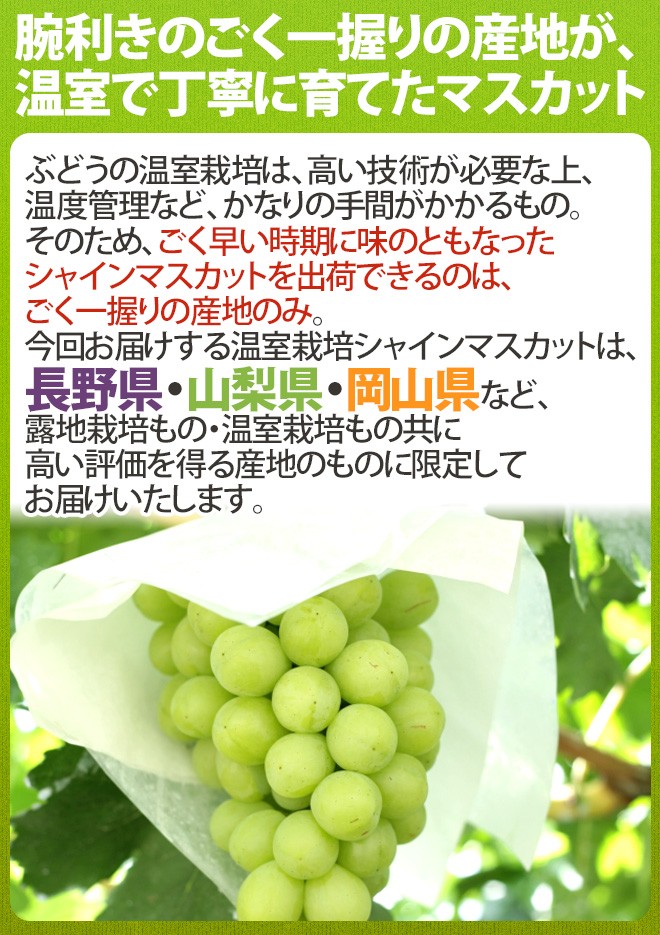 【即発送可】プレミアム ”温室シャインマスカット” 秀品 【5kg】山梨県産 早期発送！プレミアム ”温室シャインマスカット” 秀品 約5kg