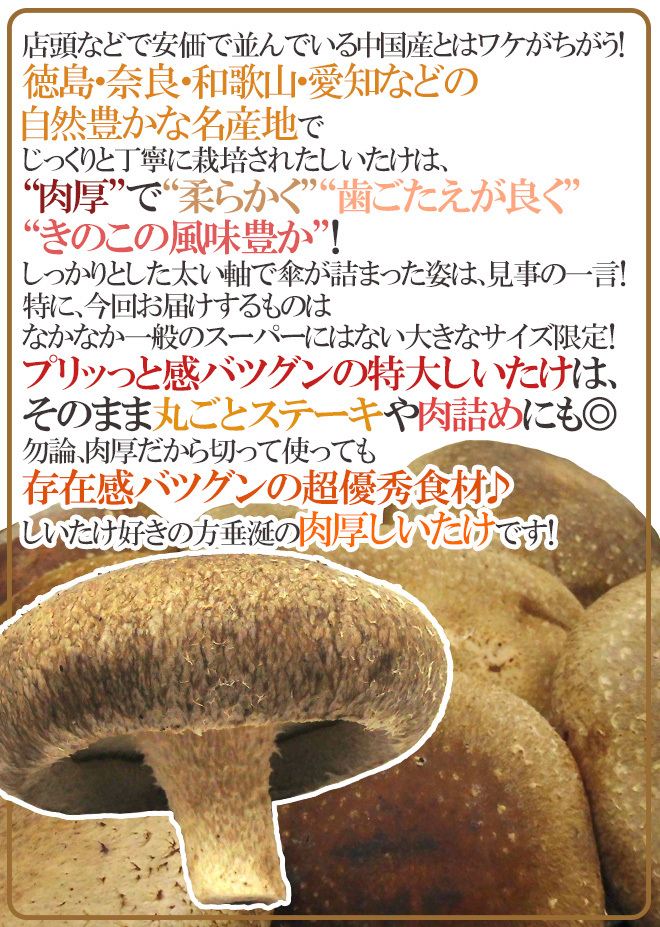 楽天市場】新潟産 生しいたけ 特大サイズ 選べる 約500g( 約5〜7