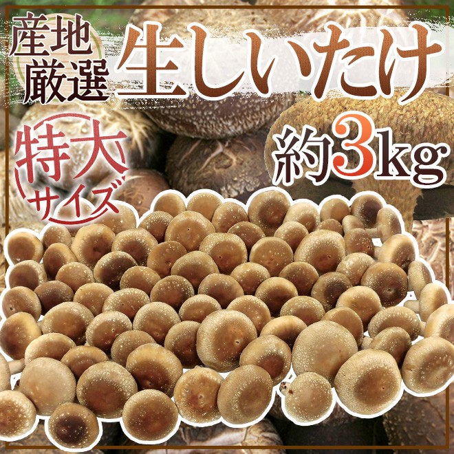 特大 ジャンボ生しいたけ” 約3kg 産地厳選【予約 入荷次第発送】 送料無料 :1005048-shitake3kg:くらし快援隊 - 通販 -  Yahoo!ショッピング