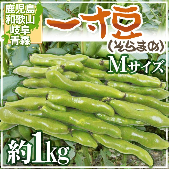 九州・和歌山産他 ”一寸豆（そら豆）” Mサイズ 約1kg【予約 4月以降 